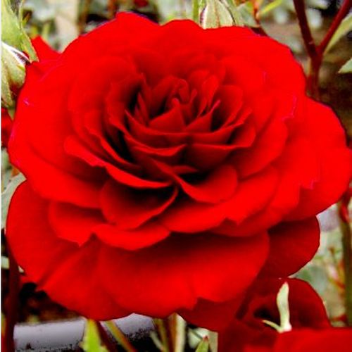 E-commerce, vendita, rose, in, vaso miniatura, lillipuziane - rosso - Rosa Lollipop™ - rosa dal profumo discreto - Ralph S. Moore - ,-